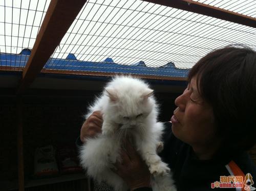 猫咪多大算成人了啊视频,揭秘猫咪何时算成年  第1张