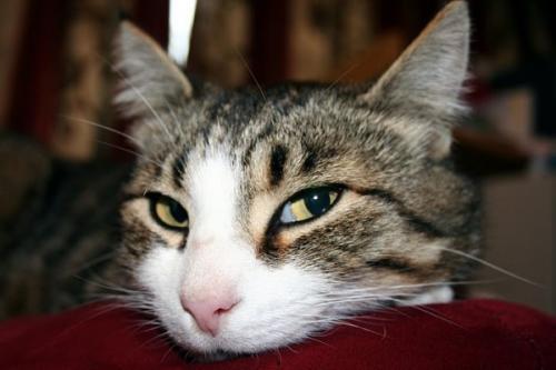 猫咪多大算成人了啊视频,揭秘猫咪何时算成年  第2张