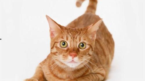 猫变成成人的视频动漫,猫咪成人的奇幻之旅  第3张