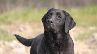 狗变成人的感动视频,狗狗变人的感人瞬间  第1张