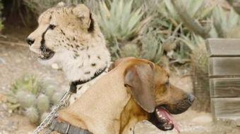 狗变成人的感动视频,狗狗变人的感人瞬间  第2张