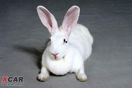 大兔子成人写真图片视频,探索成人世界的隐秘角落  第1张