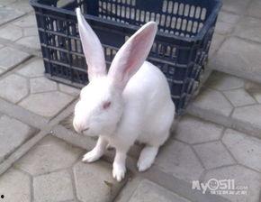 大兔子成人写真图片视频,探索成人世界的隐秘角落  第2张