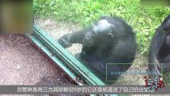 猩猩变成人原视频,揭秘人类起源的奥秘  第3张